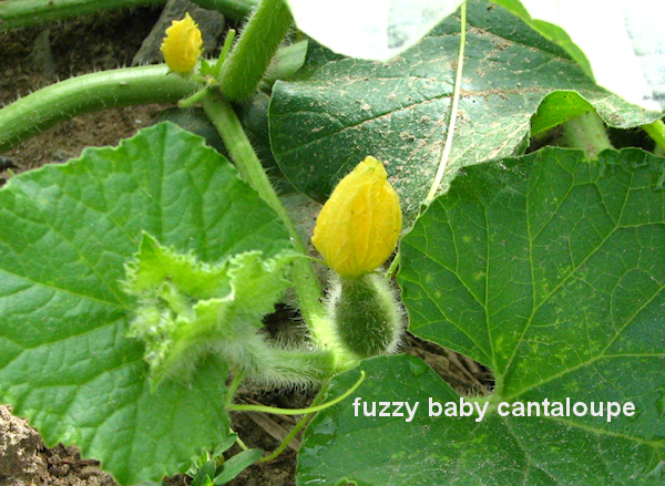 fuzzy baby cantaloupe