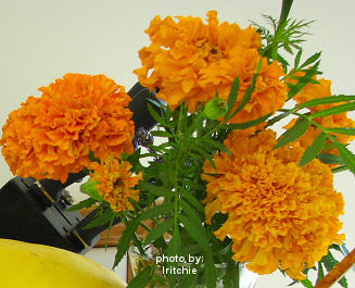 marigold flower