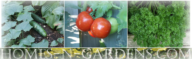 recipes from the kitchen garden