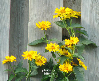 rudbeckia flower
