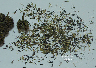 rudbeckia seeds