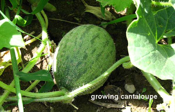  cantaloupe growing