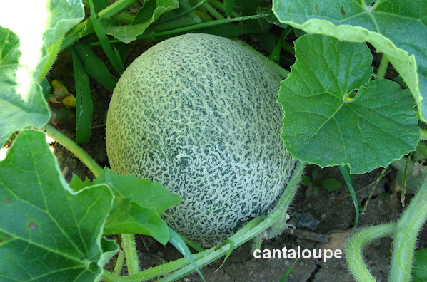  cantaloupe growing netted veins