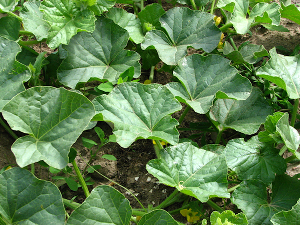 cantaloupe leaves