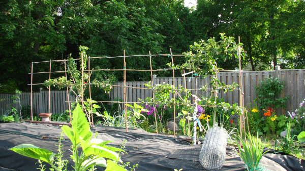 espaliered apples pears