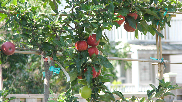 espaliered apples