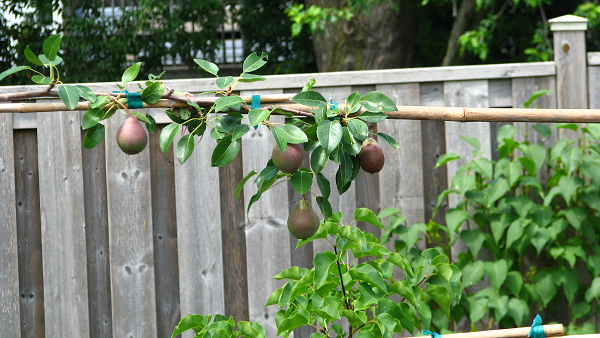 espaliered pears 