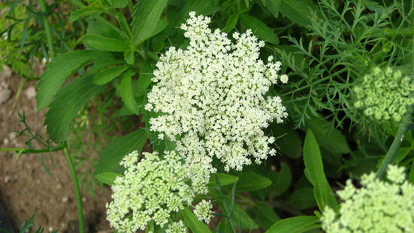 carrot flower picture