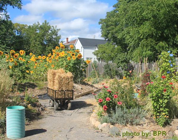 fall garden - sunflowers