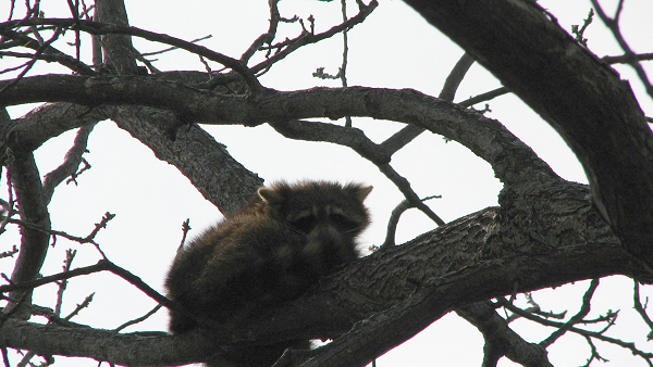 gardening raccoon