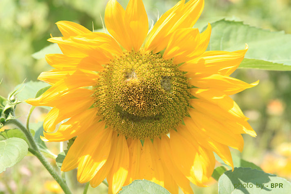 sunflowers for Ayla and Nate