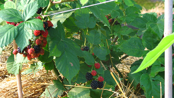thornless blackberries