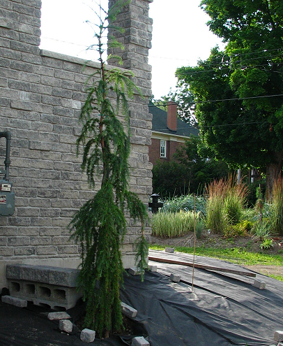 weeping larch