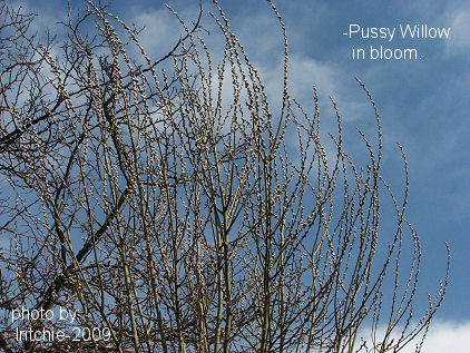pussy willow in bloom