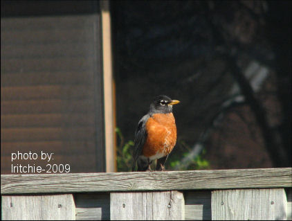our first robin