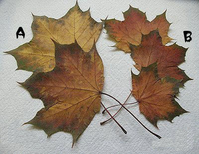 drying fall leaves in glycerin results