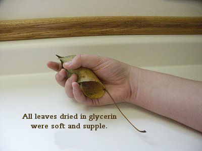 fall leaves soaked in glycerin are soft and supple