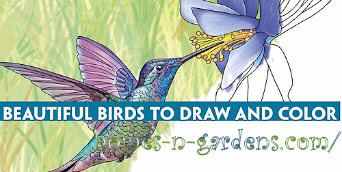 how to draw and colour birds