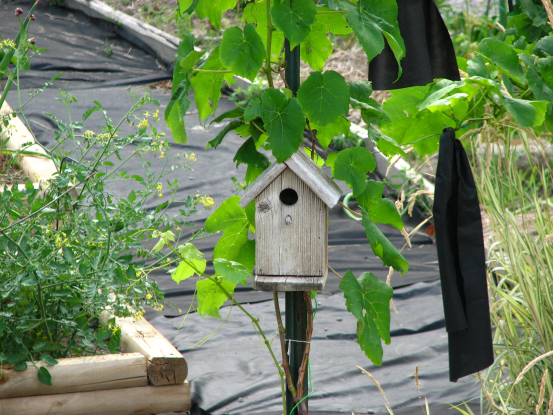 birdhouse for rent