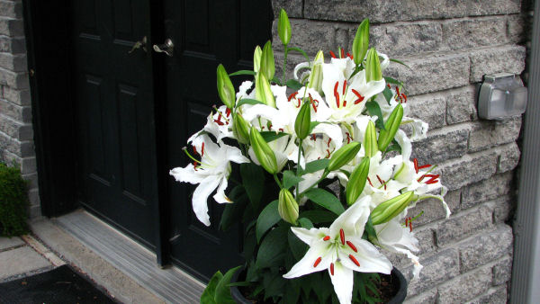 casa blanca lilies in full bloom