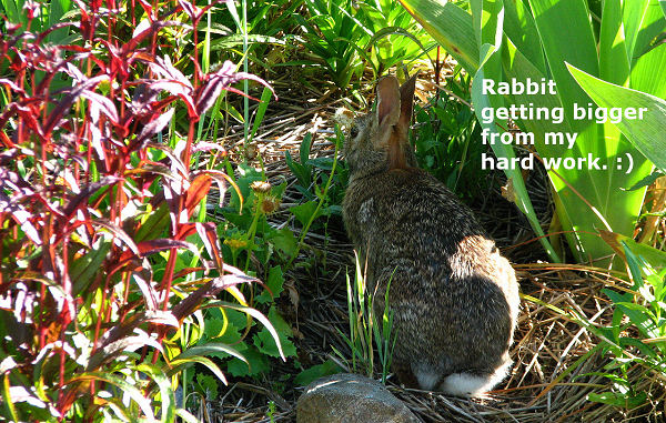 rabbit born this year