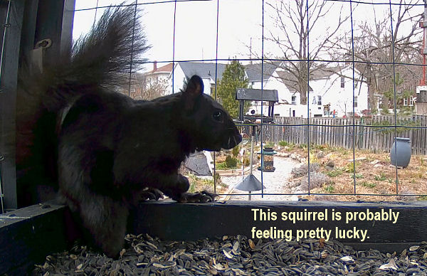 squirrel in feeder