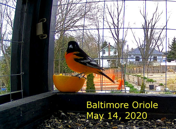 Baltimore Oriole data-pin-nopin=