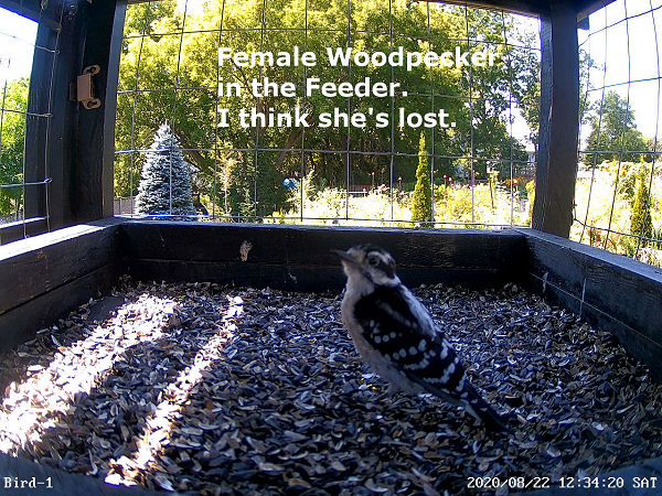 downy woodpecker in feeder