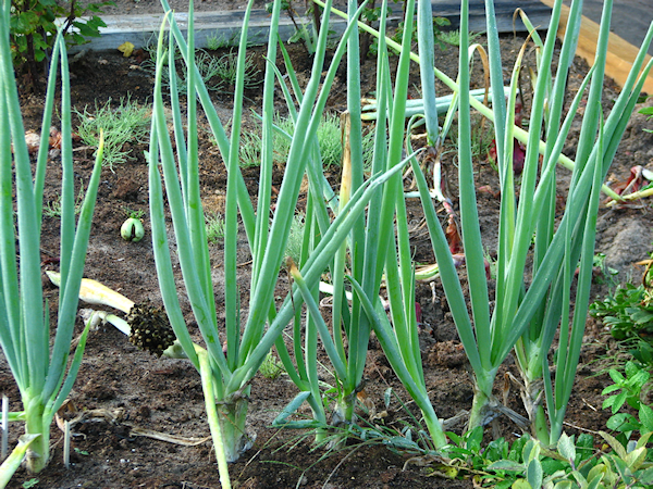 growing green onions from store bought green onion roots