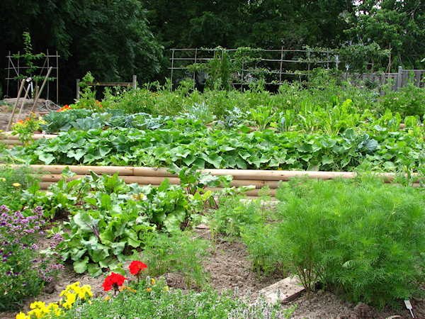 vegetable garden in july
