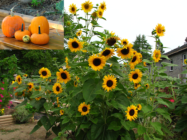 sunflowers pumpkins gourds