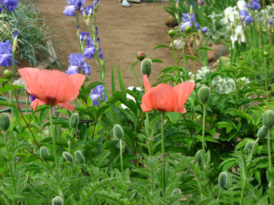 Jacques and Jean s Poppies