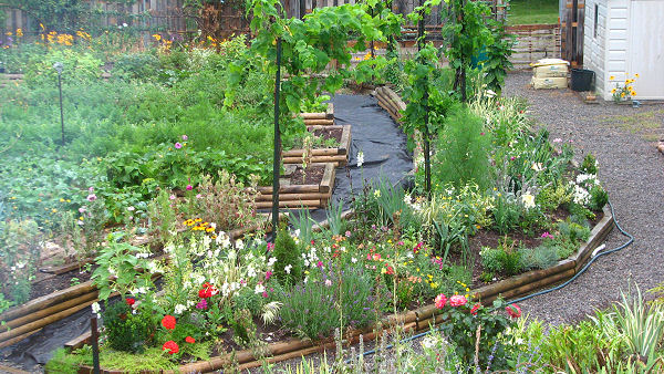 july organic vegetable garden 2019