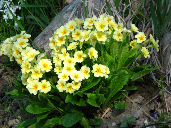 moms yellow primroses 