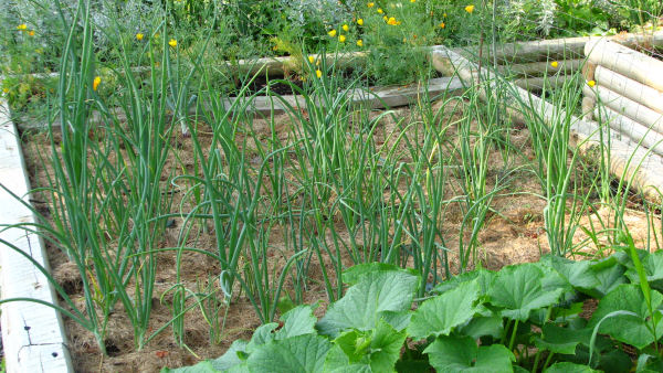 onions grown from seed