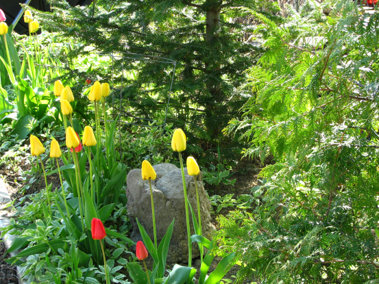 spring tulips hemlock and cedar trees