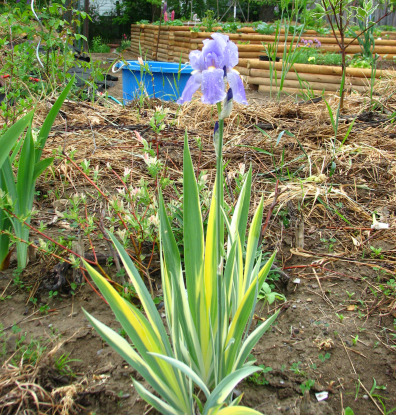 variegated leaf iris