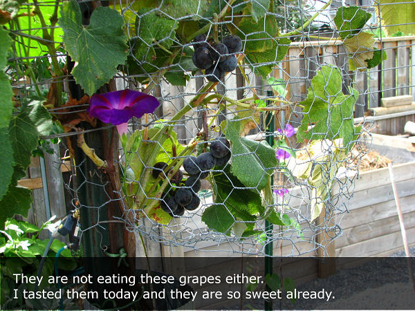 Concord purple grapes