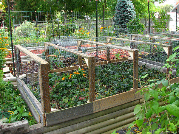 strawberry and cabbage cage with chickenwire