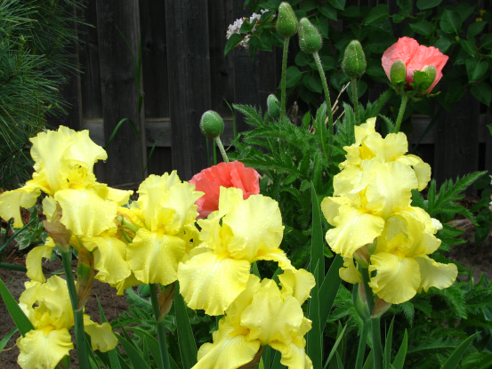 yellow bearded-iris-repeat-bloomer-zones3-8