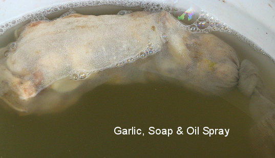 garlic, soap and oil spray