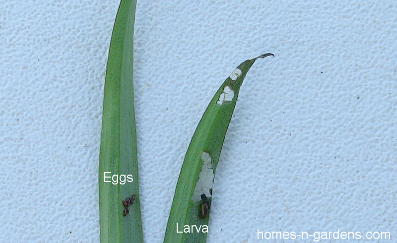 adult red lily beetle eggs and larva