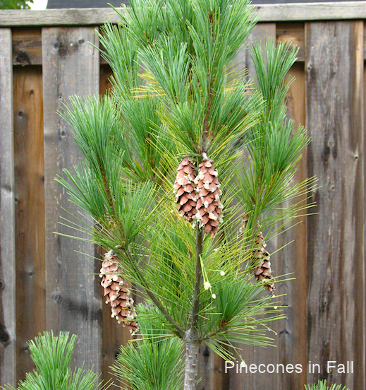 white pine in fall with pinecones