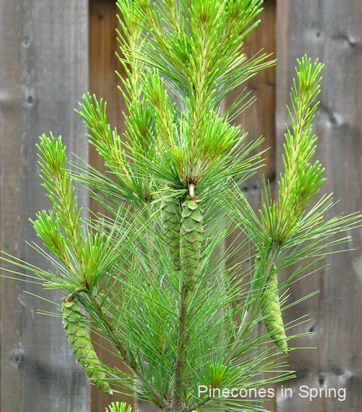 white pine in spring 