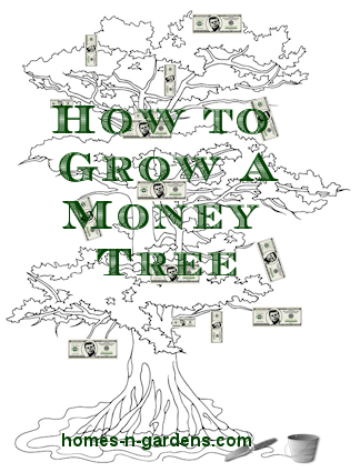 how to grow a money tree seed packet logo