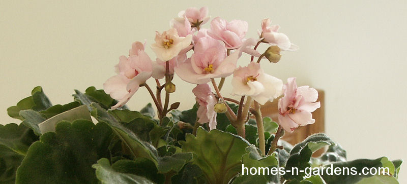 African Violet Propagation and Care