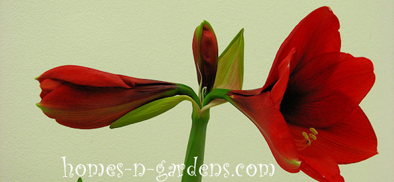 Amaryllis gift plants -  how to care for them