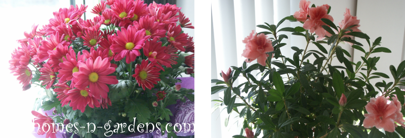  -Chrysanthemums and Azaleas gift plants -  how to care for them