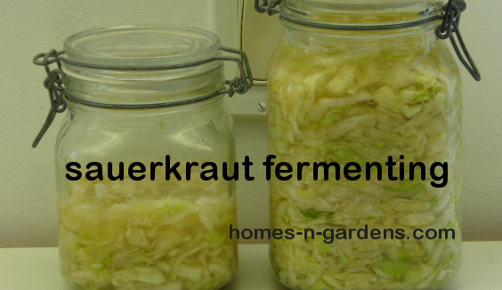 fermented sauerkraut and canning