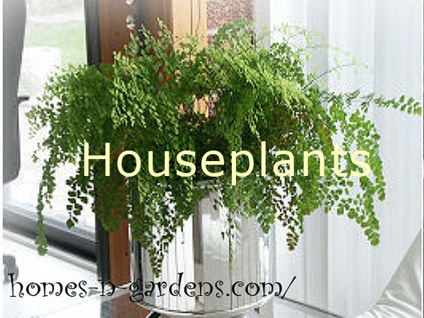 Houseplants